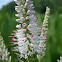 Culver's Root