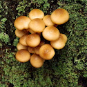 Australian Honey Fungus