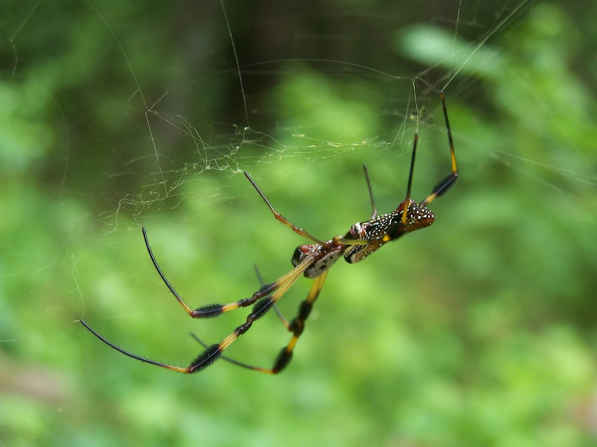 Golden Silk Spider