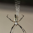 Zig Zag Spider