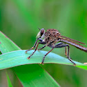 Robberfly (Asilidae)