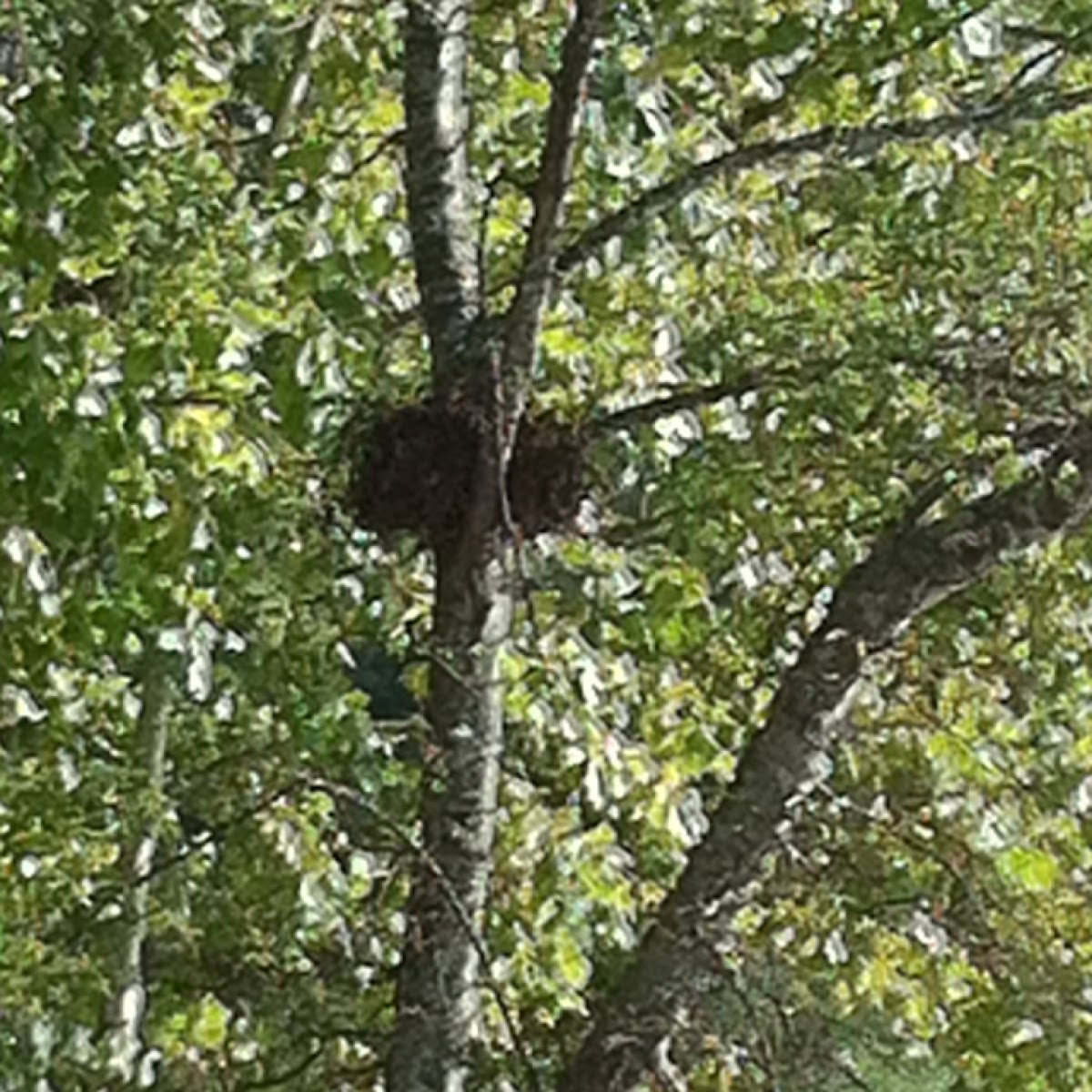 Squirrel nest, used in Summer months.