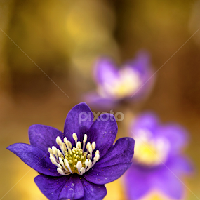 by Jane Bjerkli - Flowers Flowers in the Wild
