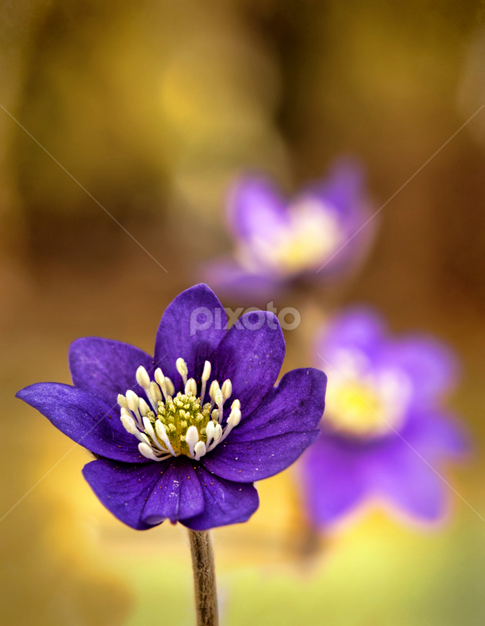 by Jane Bjerkli - Flowers Flowers in the Wild