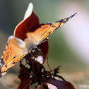 Mariposa colorada