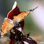 Mariposa colorada