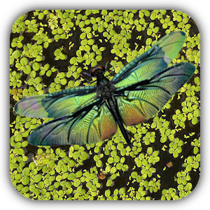 Dragonfly Live Wallpaper.apk 1.7