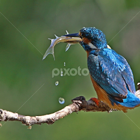 The king by Blaz Crepinsek - Animals Birds