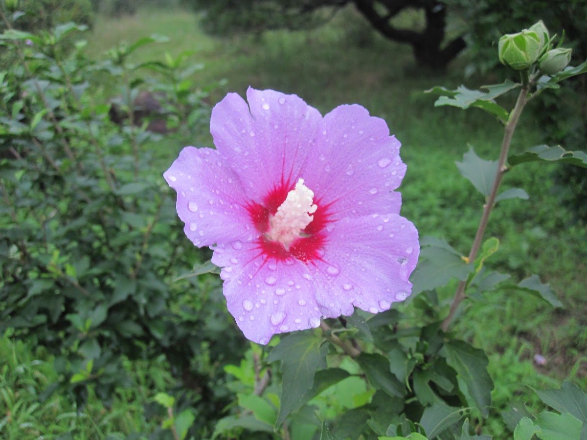 Rose of Sharon