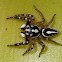 Decorated Jumping Spider