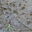 Raccoon tracks
