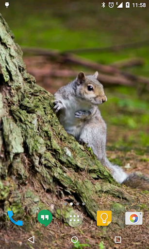 Squirrel Live Wallpaper