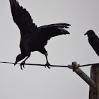 Black Vulture