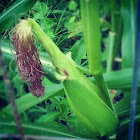 Hybrid sweet corn