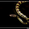 Travancore Wolf Snake