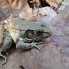 Bronze frog