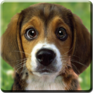 Puppy Beagle Live Wallpaper