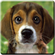 Puppy Beagle Live Wallpaper