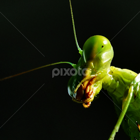 Mantis by Apu Jaman - Animals Insects & Spiders
