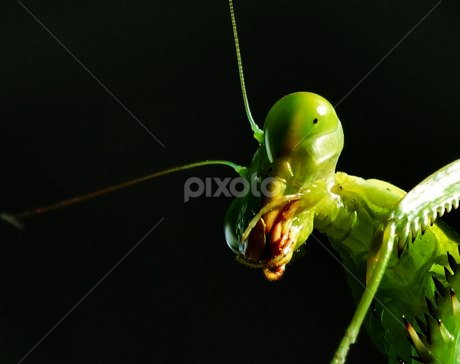 Mantis by Apu Jaman - Animals Insects & Spiders