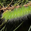 Imperial moth (larva)