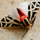 Mexican tiger moth