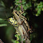 Differential grasshoppers (mating)