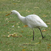 Great Egret (non-breeding)
