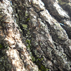 tree bark with spider webs
