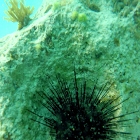 Long-Spined Sea Urchin