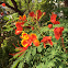 peacock flower,flame of the forest