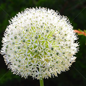 by Souvik Roy - Flowers Single Flower