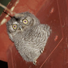 Western Screech Owl (fledgling)