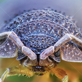 by Romeo Pogacean - Animals Insects & Spiders