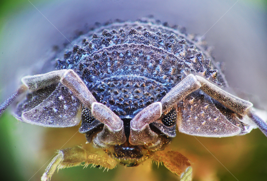 by Romeo Pogacean - Animals Insects & Spiders