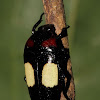 Flower Chafer Beetle