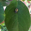 Lady Beetle Larvae