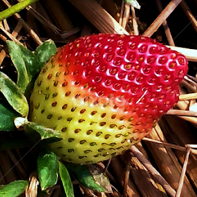 Straw Berry by Jyotirmoy Phukan - Instagram & Mobile Android