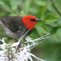 Red-headed Honeyeater (male)