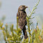 House Sparrow; Gorrión Común