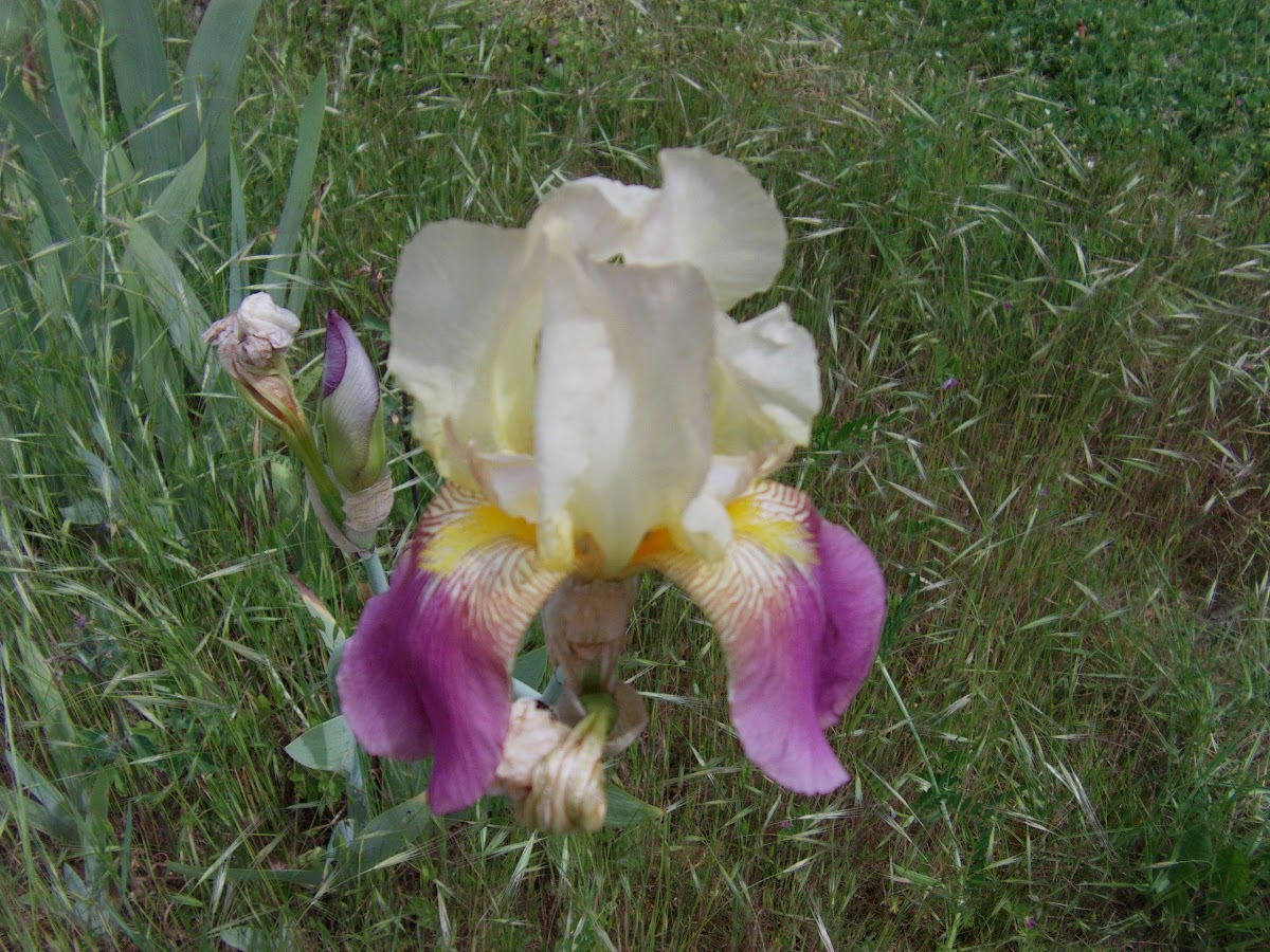 German Iris