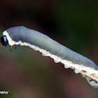 Sawfly larva