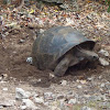Aldabra Giant tortoise