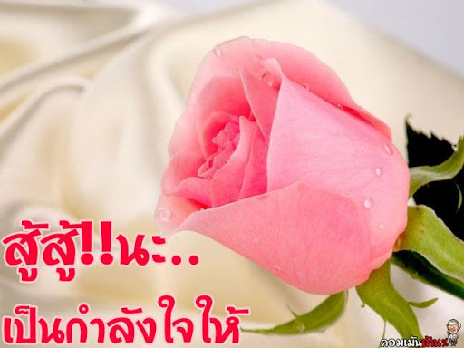 สติ๊กเกอร์ ดอกไม้ กับ ความรัก