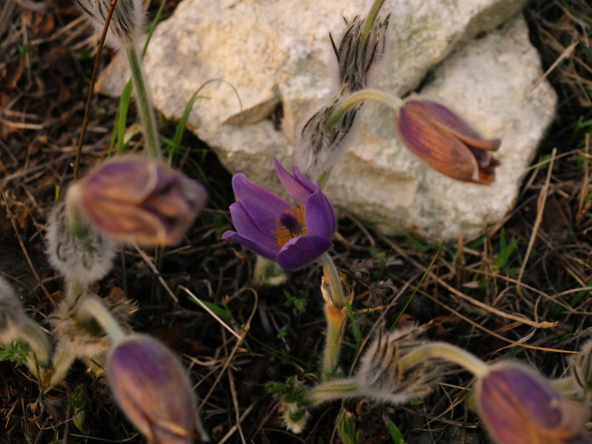 Small Pasque Flower/Poniklec lúčny
