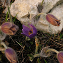 Small Pasque Flower/Poniklec lúčny