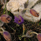 Small Pasque Flower/Poniklec lúčny