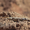 Ornate Spiny-tailed Lizard (male)