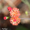Scarlet Tassleflower