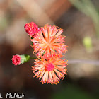 Scarlet Tassleflower